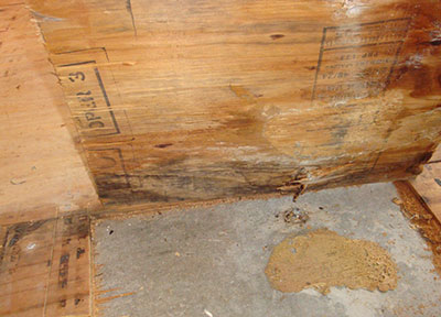 visible mold growth on the bottom side of plywood